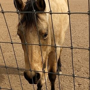 Meet your Posher, Daisy